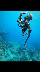 26K views · 552 reactions | Octopus dancing for the camera . Like...