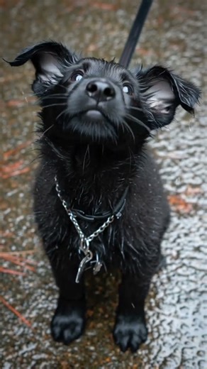 #puppy #puppies #rain #enjoy #pakistan #brazil