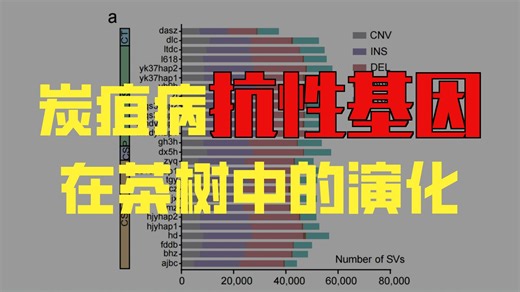 NC重磅|茶树泛基因组解析结构变异与驯化
