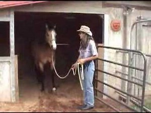 Clicker Training Horses