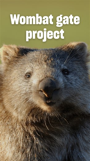 We’re launching a Wombat Gate Project! This exciting new research will test how wombat gates can help reduce fence damage while supporting coexistence between landholders and wildlife. If you’re a landholder in the Southern Highlands or surrounds and experiencing wombat-related fence damage, apply here: https://bit.ly/3HQBmAZ Together, we can find practical solutions that work for both people and wombats. Running from late 2025 to early 2026. This project is a collaboration with Western Sydney U