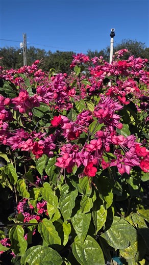 Clerodendrum Thomsoniae Bleeding Heart Vine | Tropical Flowering Climbing Plant | Live Outdoor Vine XL - Etsy