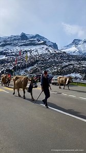 19K views · 205 reactions | For anyone currently traveling through the alps, here's a spectacle not to be missed. Each year between mid-September and mid-October, cattle in alpine regions – like here in Switzerland – are brought down to their winter stables from the high pastures. Have any of you ever seen the 'Almabtrieb' live?  Switzerland  instagram.com/switzerland_with_marc/ | DW Travel | Facebook