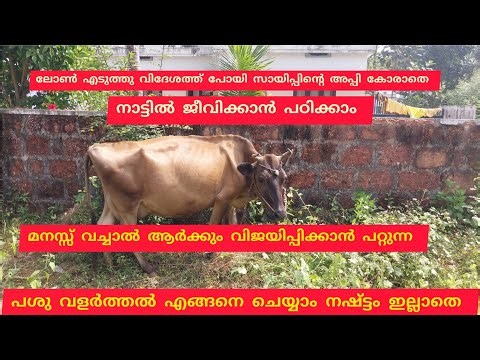 മനസ്സ് ഉണ്ടെങ്കിൽ ആർക്കും ചെയ്യാം, സ്വയം തൊഴിൽ കണ്ടെത്താം #malayalamshorts #farming #cowvideos #cow