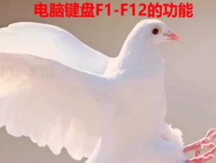 电脑键盘F1~F12功能介绍#电脑#电脑知识 @抖音小助手