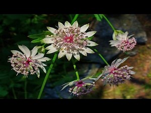 Most Beautiful Astrantia Flower Ever You Seen
