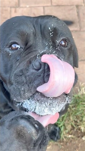 A2 cold pressed milk tastes always good #puppy #canecorso Happy kennel Australia