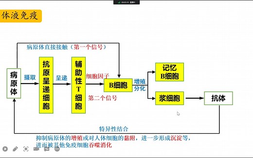 体液免疫和细胞免疫的过程