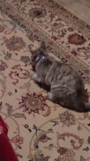 potato the queen playing with her mouse to pumped up kicks #kitty #cutecat #cat