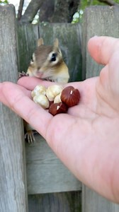 Brown nuts beats white nuts #reels #cute #animals #chipmunk #charlie #nature #wildlife #eating #asmr | Charlie The Chipmunk