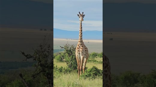 Lovely Giraffe Walks Gracefully Through Camp