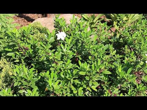 Gardenia (Gardenia jasminoides) - Plant Identification