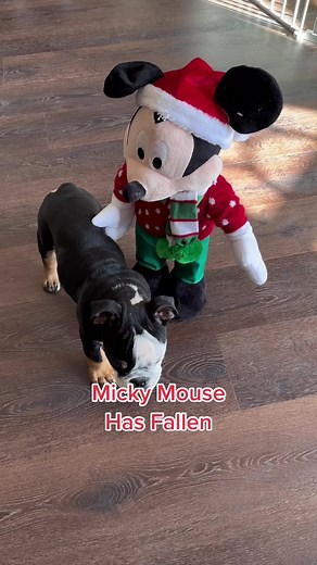Mickey Mouse Falling Accident at Disneyland