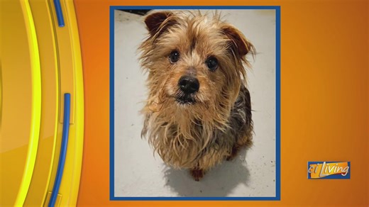 Buster Brown needs a forever home