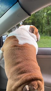 This guy!! | Duke & Winston