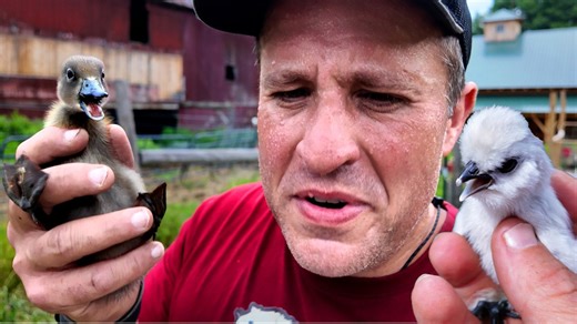 Life, Death, and Bugs: Unexpected Farm Lessons