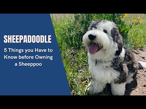 Sheepadoodle - 5 Things you Have to Know before Owning a Sheeppoo