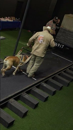 World Record Weight Pull 16,917 lbs #boerboels #workingdog #dogsports