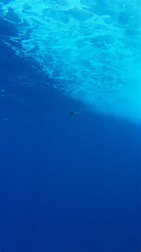 🚀MADMACS 🚀 - doing what it does best and getting smoked by an incoming WAHOO! Madmacs are the real deal for trolling for XL WAHOO with: 🛥 Patented Autotune Technology to allow it to track straight at any speed 🛥 Machine Stamped Stainless Steel internal plate for ultimate durability 🛥 High Density ABS plastic, which is a stronger than other plastics 🛥 Internal diamond mesh grid pattern creating an internal framework to strengthen the body of the lure 🛥 Super Strong BKK Diablo 5X Single Hoo