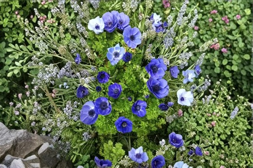 10 Blue Mr. Fokker Anemone Bulbs for Planting – Vibrant Blue Spring Flowers - Etsy