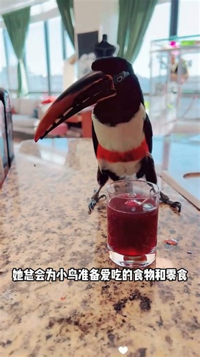 How Long Would You Last With a Talkative Toucan? 🦜Daily Bird Care Tips