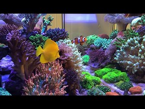 Mixed reef species guide - lessons learned from trial and error