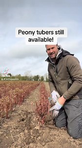 66K views · 219 reactions | Peony tubers still available! My website isn’t working at the moment. Message me if you want some. | Petite Peonys | Facebook