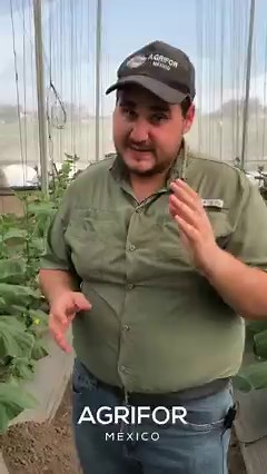 COPIA este CONTROL para FUNGUS GNAT😉✅ #agronomia #agricultura #ElCampoNoPara #agronegocios #agroquimicos #campomexicano | Agrifor México