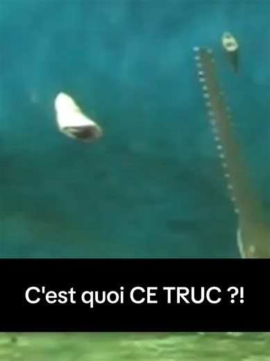 Le poisson si : L'imposteur dangereux des océans