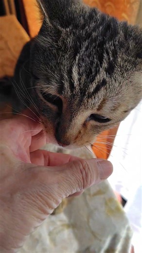 I said "I'm off!!" and this is what happened! ❕️ #cat #upliftingvideo #cute #sendingcheer #chat #...