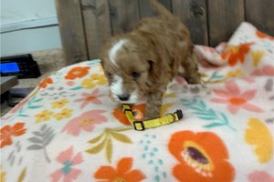 Mellow - Cavapoo Puppy E23A20