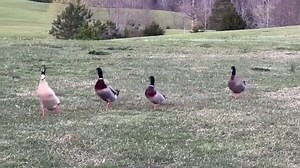 You ALL know how much I hate to brag… 🙄 BUT now that Brownie and the three stooges, aka the peeping tom ducks, have seen me undressing, they run to me whenever they see me out. 😎💋 I’d like to think it’s infatuation but I’m a realist. I think it’s more like when you see something so horrifying you want to look away but just can’t - some sort of grotesque fascination. 😱🤮🤪 | Frog Song Farm Sanctuary