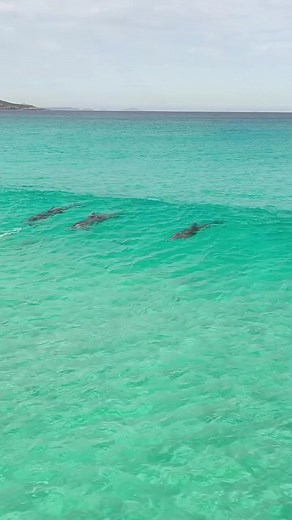Why did the dolphin bring a computer to the ocean? It wanted to surf the net. Video by: @jakewiltonphoto on IG #diversdirect #diveshop #dolphins #beach #waves #underwater #ocean | Divers Direct