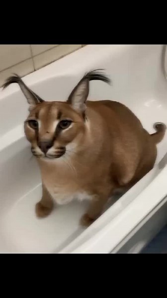 @baby floppa oficial ᭼ Te sigue@baby floppa oficial ᭼ Te sigue #VivaMexico #baby_floppa_oficial #viral #phonk_music #anime #TheMirindaEffect #love#parati #viral@wasif solangi ♥️ @zhamir... @yourlocalbutcheek