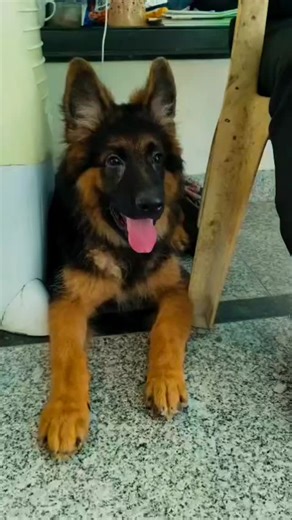 BSF Dog Trainer Official on Instagram: "German shepherd pup 🐕‍🦺"