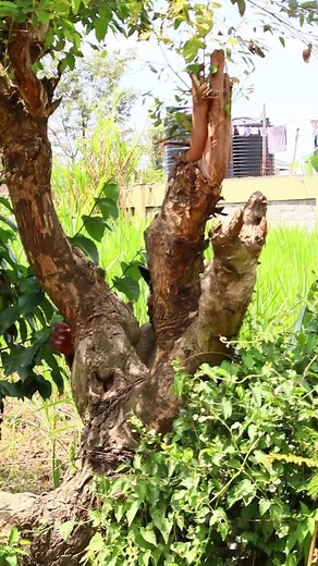 22starylComedy on TikTok