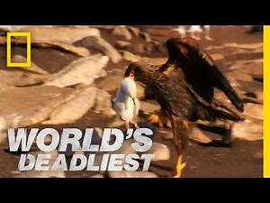 Caracaras Eat Baby Seabirds | World's Deadliest