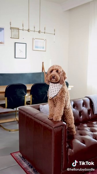 Colton House: The Ultimate Dog-Friendly Retreat in Austin