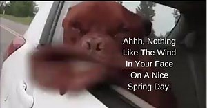46K views · 475 reactions | Ahhh, Nothing Like The Wind In Your Face On A Nice Spring Day! | Bad Dog Viral Videos | Facebook