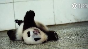 Adorable panda cub squeaks while rolling around on the floor