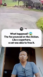 What happened? 😱 The fox pounced on the chicken. Like a superhero, a cat was able to free it. #reels #fyp | Seno Adjie