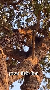 263K views · 742 reactions | Leopard caught a lion cub | Top Animal World | Facebook