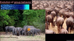 Evolution of group behavior