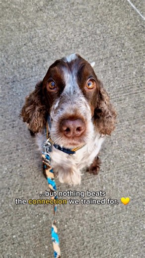 ❓ What if distractions aren’t the real problem? You think your dog is just easily distracted. They pull toward every movement, ignore your voice, and lock onto the environment the second you step outside. 😐 ❓ So you try better treats. ❓ You could even raise your voice. ❓ Maybe you just hope they’ll pay more attention. But nothing really changes - and it leaves you feeling like you're constantly competing with the world. 😣 Here’s the truth: You’re not in a battle against distractions. You’re in