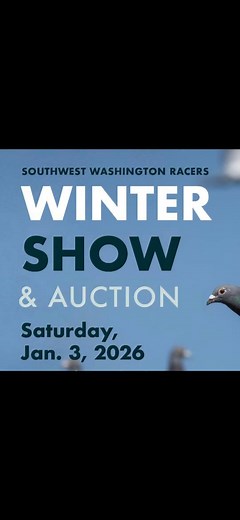We are very grateful for this generous donation from Guy Quartarone at LandingStrip Loft! It is down from Maurice on the top and bottom. Both parents have been very successful and are still racing. As Guy says, this bird will be a "game changer" for whoever adds it to their breeding program. SWWR is looking forward to seeing you all on January 3rd for the Winter Show and Auction! | Southwest Washington Racers