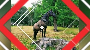 71 reactions · 4 comments | ✨ In Horse Tricks Club, we love teaching...