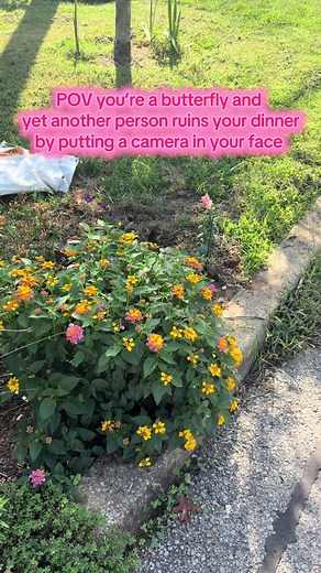Ok but stop being so cute and maybe we’ll leave you alone #butterfly #butterflygarden #pollinatorgarden #nativegardening #distractiblegardener