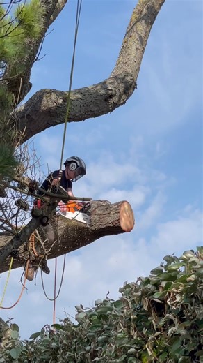 Professional Arborists and Tree Surgeons at Work