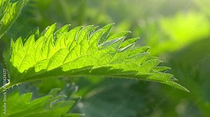 Stinging nettle or common nettle, a plant often used as a source of medicine, food and fiber. Stock Video