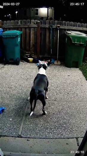 Protection Trained Pitbull